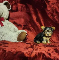 POPPY, a female Yorkshire Terrier for sale in Polk City, FL – 4 of 10