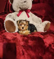 LUCA, a male Yorkshire Terrier for sale in Polk City, FL – 9 of 10