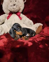 HANK, a male Miniature Dachshund for sale in Polk City, FL – 2 of 10