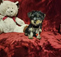 BEAR BEAR , a male Yorkshire Terrier for sale in Polk City, FL – 9 of 10