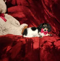 LAKOTA, a female Miniature Dachshund for sale in Polk City, FL – 2 of 10