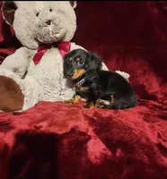 ELI, a male Miniature Dachshund for sale in Polk City, FL – 10 of 10