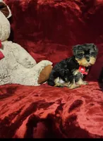 INDY, a female Yorkshire Terrier for sale in Polk City, FL – 8 of 10