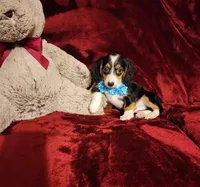 RIO, a male Miniature Dachshund for sale in Polk City, FL – 3 of 10