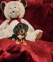 OAKLEY , a female Miniature Dachshund for sale in Polk City, FL – 4 of 10