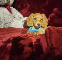 PEACHES , a female Miniature Dachshund for sale in Polk City, FL – 8 of 10