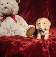 HUDSON, a male Miniature Dachshund for sale in Polk City, FL – Photo 8 of 10