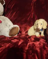 HUDSON, a male Miniature Dachshund for sale in Polk City, FL – Photo 4 of 10