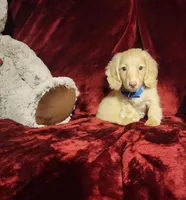 HUDSON, a male Miniature Dachshund for sale in Polk City, FL – Photo 7 of 10