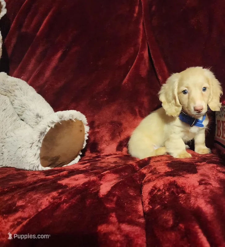 HUDSON – Miniature Dachshund puppy for sale in Polk City, FL