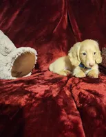 HUDSON, a male Miniature Dachshund for sale in Polk City, FL – Photo 9 of 10