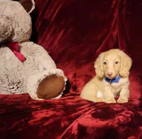 HUDSON, a male Miniature Dachshund for sale in Polk City, FL – Photo 10 of 10