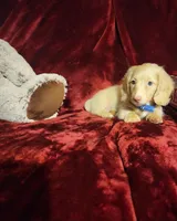 HUDSON, a male Miniature Dachshund for sale in Polk City, FL – Photo 6 of 10