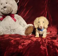 HUDSON, a male Miniature Dachshund for sale in Polk City, FL – Photo 5 of 10