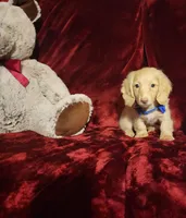 HUDSON, a male Miniature Dachshund for sale in Polk City, FL – Photo 3 of 10