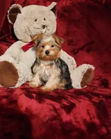 LOKI, a male Yorkshire Terrier for sale in Polk City, FL – 6 of 10