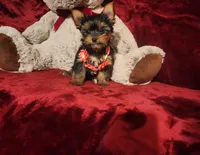 POPPY, a female Yorkshire Terrier for sale in Polk City, FL – 6 of 10