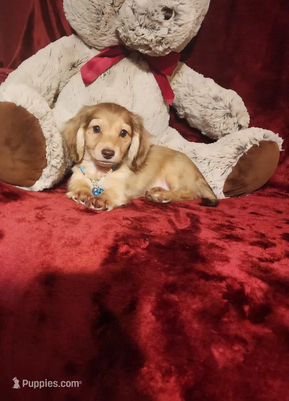 MOCHI – Miniature Dachshund puppy for sale in Polk City, FL