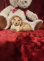 MOCHI, a female Miniature Dachshund for sale in Polk City, FL – 1 of 10