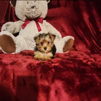 LOKI, a male Yorkshire Terrier for sale in Polk City, FL – 5 of 10
