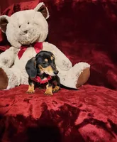 MONTANA, a female Miniature Dachshund for sale in Polk City, FL – 3 of 10