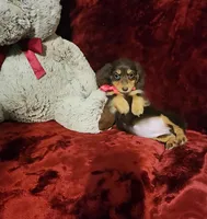 PUDDIN, a female Miniature Dachshund for sale in Polk City, FL – Photo 3 of 10