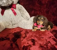 PUDDIN, a female Miniature Dachshund for sale in Polk City, FL – Photo 6 of 10