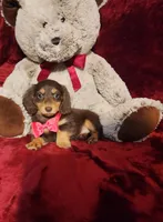 PUDDIN, a female Miniature Dachshund for sale in Polk City, FL – Photo 2 of 10