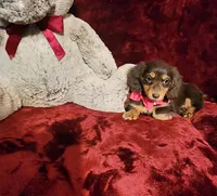 PUDDIN, a female Miniature Dachshund for sale in Polk City, FL – Photo 9 of 10