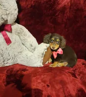 PUDDIN, a female Miniature Dachshund for sale in Polk City, FL – Photo 1 of 10