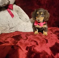 PUDDIN, a female Miniature Dachshund for sale in Polk City, FL – Photo 4 of 10