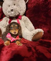 PUDDIN, a female Miniature Dachshund for sale in Polk City, FL – Photo 7 of 10