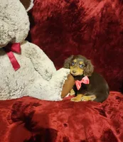 PUDDIN, a female Miniature Dachshund for sale in Polk City, FL – Photo 10 of 10