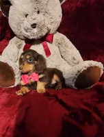 PUDDIN, a female Miniature Dachshund for sale in Polk City, FL – Photo 5 of 10
