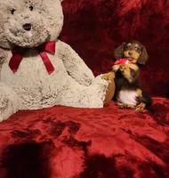 PUDDIN, a female Miniature Dachshund for sale in Polk City, FL – Photo 8 of 10