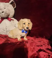 HAYES, a male Miniature Dachshund for sale in Polk City, FL – 7 of 10