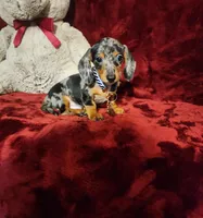 REMI, a male Miniature Dachshund for sale in Polk City, FL – 5 of 10