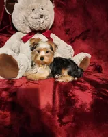 LOKI, a male Yorkshire Terrier for sale in Polk City, FL – 10 of 10