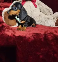 LOLA, a female Miniature Dachshund for sale in Polk City, FL – Photo 8 of 10