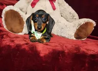 LOLA, a female Miniature Dachshund for sale in Polk City, FL – Photo 4 of 10