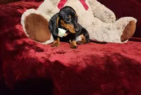 LOLA, a female Miniature Dachshund for sale in Polk City, FL – Photo 5 of 10