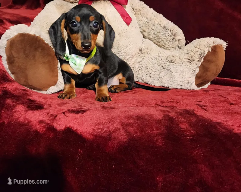 LOLA – Miniature Dachshund puppy for sale in Polk City, FL