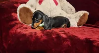 LOLA, a female Miniature Dachshund for sale in Polk City, FL – Photo 7 of 10