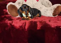 LOLA, a female Miniature Dachshund for sale in Polk City, FL – Photo 3 of 10