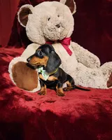 LOLA, a female Miniature Dachshund for sale in Polk City, FL – Photo 10 of 10