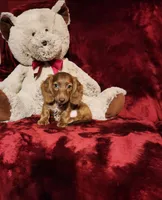 WILLIE, a male Miniature Dachshund for sale in Polk City, FL – 8 of 10