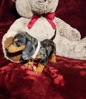 DOLLY, a female Miniature Dachshund for sale in Polk City, FL – 6 of 10