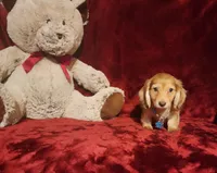 MOCHI, a female Miniature Dachshund for sale in Polk City, FL – 5 of 10