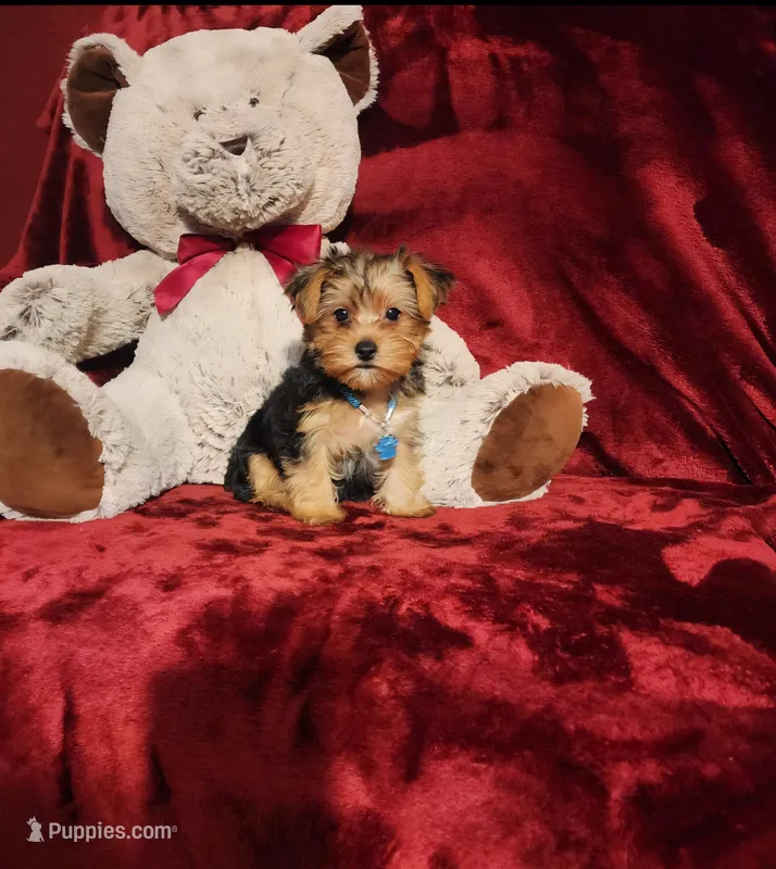 LOKI – Yorkshire Terrier puppy for sale in Polk City, FL