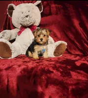 LOKI, a male Yorkshire Terrier for sale in Polk City, FL – 1 of 10